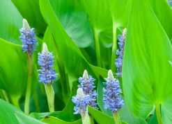 BLOOMIQUE - Lot de 6 - pontederia cordata - jacinthe d’eau - pontédérie - hauteur 10-20 cm - pot 9 cm