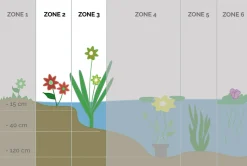 BLOOMIQUE - Lot de 6 - pontederia cordata - jacinthe d’eau - pontédérie - hauteur 10-20 cm - pot 9 cm