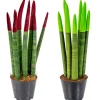 BLOOMIQUE - Lot de 2 - sansevieria velvet touch - langue de belle-mère - 20-30 cm de haut - pot 9 cm