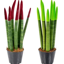BLOOMIQUE - Lot de 2 - sansevieria velvet touch - langue de belle-mère - 20-30 cm de haut - pot 9 cm