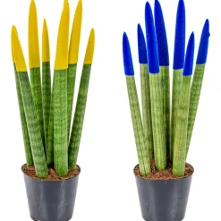 BLOOMIQUE - Lot de 2 - sansevieria velvet touch - langue de belle-mère - 20-30 cm de haut - pot 9 cm