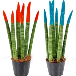 BLOOMIQUE - Lot de 2 - sansevieria velvet touch - langue de belle-mère - 20-30 cm de haut - pot 9 cm