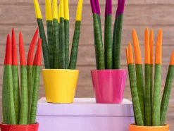 BLOOMIQUE - Lot de 2 - sansevieria velvet touch - langue de belle-mère - 20-30 cm de haut - pot 9 cm