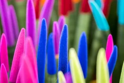 BLOOMIQUE - Lot de 2 - sansevieria velvet touch - langue de belle-mère - 20-30 cm de haut - pot 9 cm