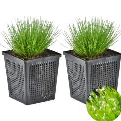 BLOOMIQUE - Lot de 2 - scirpus cernuus - scirpe retombant - plantes de bassin - hauteur 10-20 cm - pot 11 cm