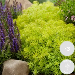 BLOOMIQUE - Lot de 6 - sedum - orpin - plantes de jardin - résistante au gel - 10-15 cm de haut - pot 14 cm