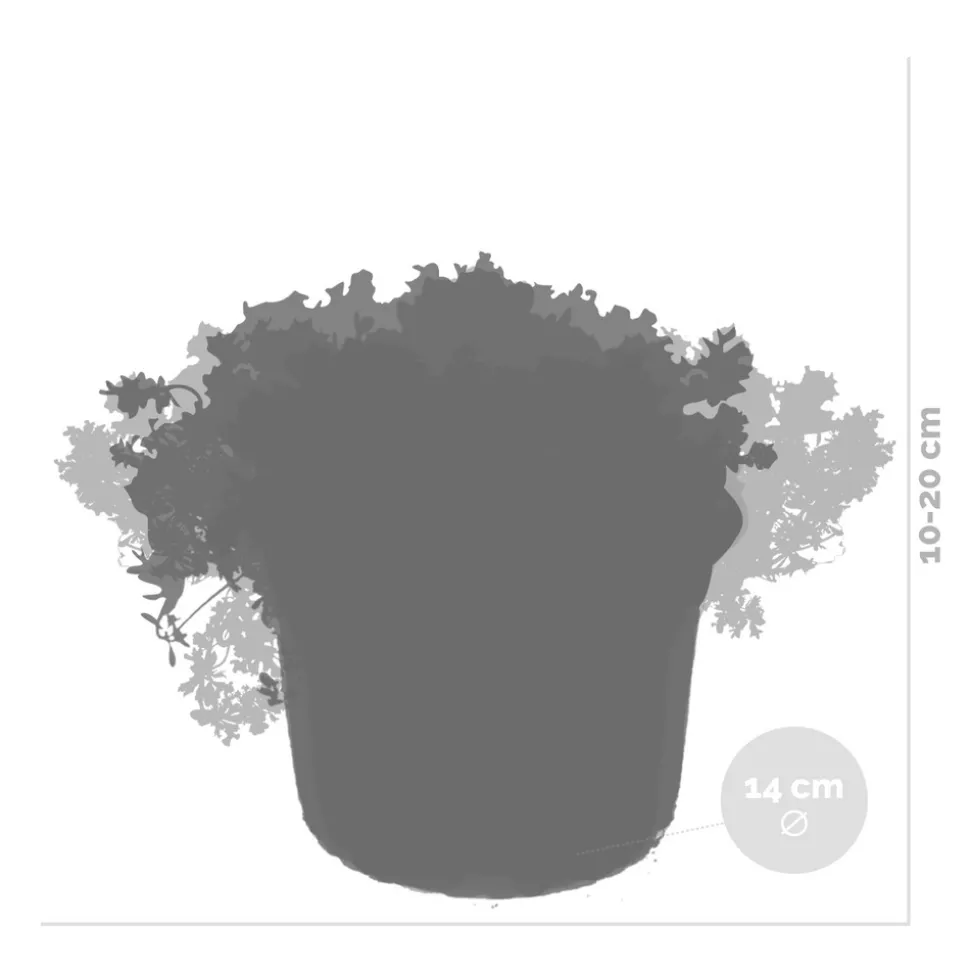 BLOOMIQUE - Lot de 6 - sedum - orpin - plantes de jardin - résistante au gel - 10-15 cm de haut - pot 14 cm