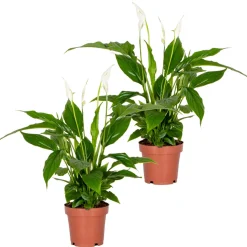 BLOOMIQUE - Lot de 2 - spathiphyllum - fleur de lune - plantes d’intérieur - hauteur 30-40 cm - pot 12 cm