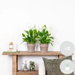 BLOOMIQUE - Lot de 2 - spathiphyllum - fleur de lune - plantes d’intérieur - hauteur 30-40 cm - pot 12 cm