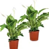 BLOOMIQUE - Lot de 2 - spathiphyllum - fleur de lune - plante d’intérieur - 60-80 cm de haut - pot 17 cm