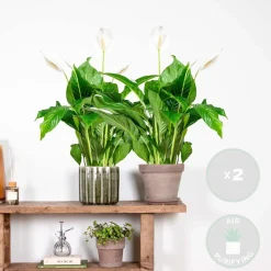 BLOOMIQUE - Lot de 2 - spathiphyllum - fleur de lune - plante d’intérieur - 60-80 cm de haut - pot 17 cm