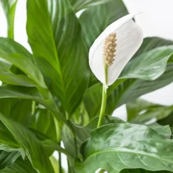 BLOOMIQUE - Lot de 2 - spathiphyllum - fleur de lune - plante d’intérieur - 60-80 cm de haut - pot 17 cm