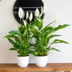 BLOOMIQUE - Lot de 2 - spathiphyllum - fleur de lune - plante d’intérieur - 60-80 cm de haut - pot 17 cm