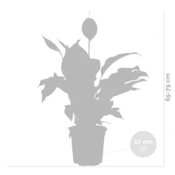 BLOOMIQUE - Lot de 2 - spathiphyllum - fleur de lune - plante d’intérieur - 60-80 cm de haut - pot 17 cm