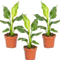 BLOOMIQUE - Lot de 3 - strelitzia reginae - oiseau de paradis - hauteur 30-40 cm - pot 12 cm