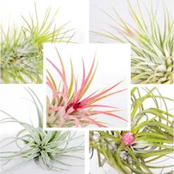 BLOOMIQUE - Lot de 10 - tillandsia - plantes aériennes - dépolluantes - très faciles d’entretien - 5-15 cm
