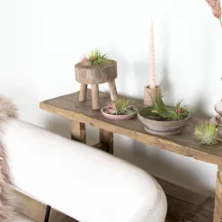 BLOOMIQUE - Lot de 10 - tillandsia - plantes aériennes - dépolluantes - très faciles d’entretien - 5-15 cm