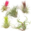 BLOOMIQUE - Lot de 5 - tillandsia - plantes aériennes - dépolluantes - très faciles d’entretien - 5-15 cm