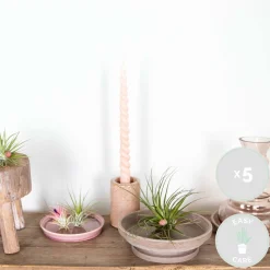 BLOOMIQUE - Lot de 5 - tillandsia - plantes aériennes - dépolluantes - très faciles d’entretien - 5-15 cm