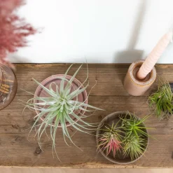 BLOOMIQUE - Lot de 5 - tillandsia - plantes aériennes - dépolluantes - très faciles d’entretien - 5-15 cm