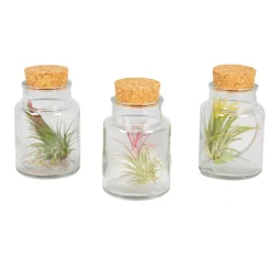 BLOOMIQUE - Lot de 3 - tillandsia en verre - plantes aériennes - plantes d’intérieur - taille 5-15 cm