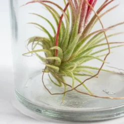 BLOOMIQUE - Lot de 3 - tillandsia en verre - plantes aériennes - plantes d’intérieur - taille 5-15 cm