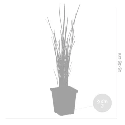 BLOOMIQUE - Lot de 6 - typha latifolia - grand massette - cigare des marais - 15-25 cm de haut - pot 9 cm