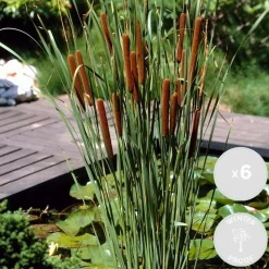 BLOOMIQUE - Lot de 6 - typha latifolia - grand massette - cigare des marais - 15-25 cm de haut - pot 9 cm