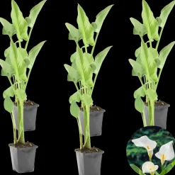 BLOOMIQUE - Lot de 6 - zantedeschia aethiopica - arum blanc - plantes de bassin - 10-20 cm de haut - pot 9 cm