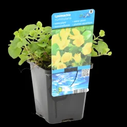 BLOOMIQUE - Lysimachia nummularia - herbe aux écus - plantes de bassin - 10-20 cm de haut - pot 9 cm