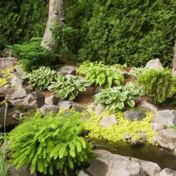 BLOOMIQUE - Lysimachia nummularia - herbe aux écus - plantes de bassin - 10-20 cm de haut - pot 9 cm