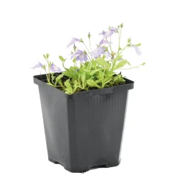 BLOOMIQUE - Mazus reptans - mazus rampant - plantes de bassin - plantes aquatiques - hauteur 10-20 cm - pot 9 cm