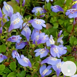 BLOOMIQUE - Mazus reptans - mazus rampant - plantes de bassin - plantes aquatiques - hauteur 10-20 cm - pot 9 cm