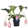 BLOOMIQUE - Medinilla magnifica - médinilla - plante d'intérieur - facile d’entretien - ⌀17 cm - 50-60 cm