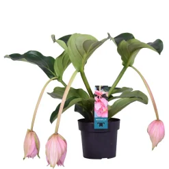 BLOOMIQUE - Medinilla magnifica - médinilla - plante d'intérieur - facile d’entretien - ⌀17 cm - 50-60 cm