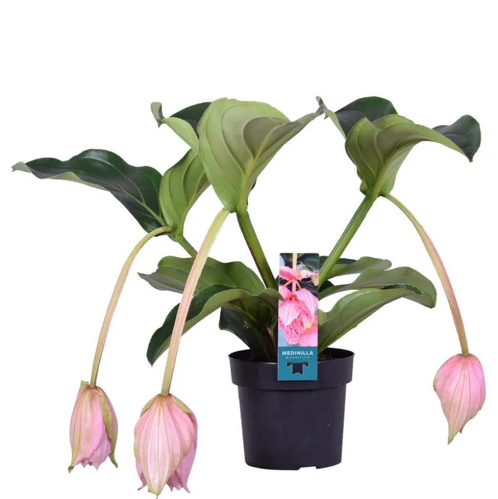 BLOOMIQUE - Medinilla magnifica - médinilla - plante d'intérieur - facile d’entretien - ⌀17 cm - 50-60 cm