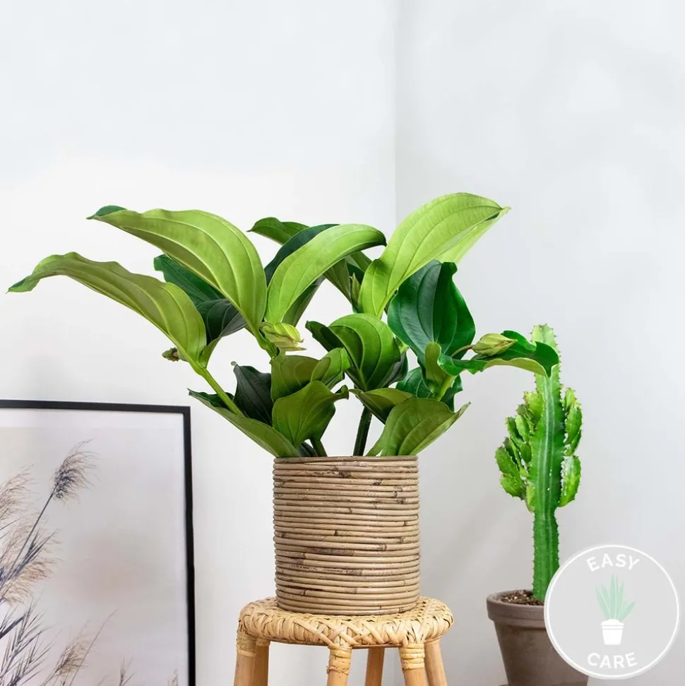 BLOOMIQUE - Medinilla magnifica - médinilla - plante d'intérieur - facile d’entretien - ⌀17 cm - 50-60 cm