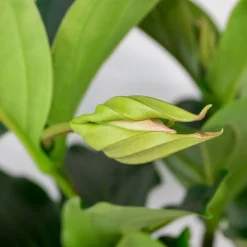 BLOOMIQUE - Medinilla magnifica - médinilla - plante d'intérieur - facile d’entretien - ⌀17 cm - 50-60 cm