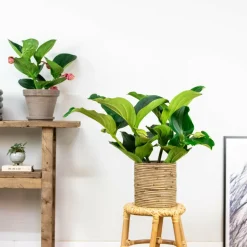 BLOOMIQUE - Medinilla magnifica - médinilla - plante d'intérieur - facile d’entretien - ⌀17 cm - 50-60 cm