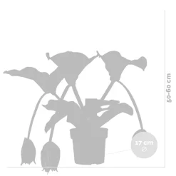 BLOOMIQUE - Medinilla magnifica - médinilla - plante d'intérieur - facile d’entretien - ⌀17 cm - 50-60 cm