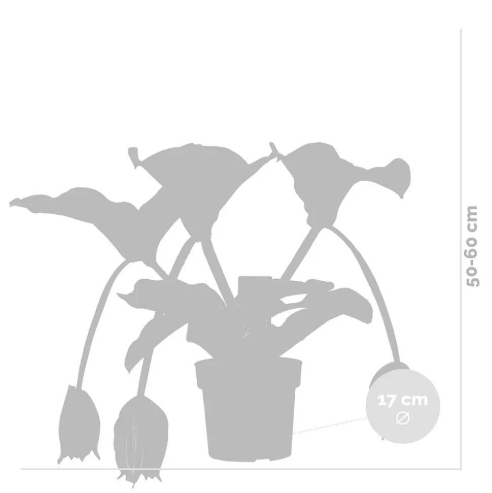 BLOOMIQUE - Medinilla magnifica - médinilla - plante d'intérieur - facile d’entretien - ⌀17 cm - 50-60 cm