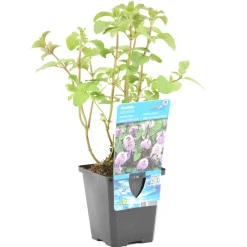 BLOOMIQUE - Mentha aquatica - menthe aquatique - plantes de bassin - 10-20 cm de haut - pot 9 cm