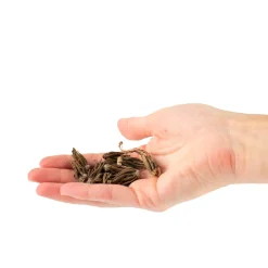 BLOOMIQUE - Mélange de 50 - renoncule - renoncule - bouton d'or - mélange de couleurs - pousse jusqu'à 30-40 cm