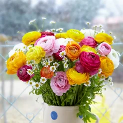 BLOOMIQUE - Mélange de 50 - renoncule - renoncule - bouton d'or - mélange de couleurs - pousse jusqu'à 30-40 cm