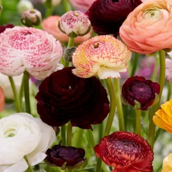 BLOOMIQUE - Mélange de 50 - renoncule - renoncule - bouton d'or - mélange de couleurs - pousse jusqu'à 30-40 cm