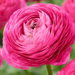 BLOOMIQUE - Mélange de 50 - renoncule - renoncule - bouton d'or - mélange de couleurs - pousse jusqu'à 30-40 cm