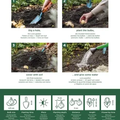 BLOOMIQUE - Mélange de 50 - renoncule - renoncule - bouton d'or - mélange de couleurs - pousse jusqu'à 30-40 cm