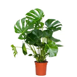 BLOOMIQUE - Monstera deliciosa - plante à trous - plantes d’intérieur - hauteur 70-80 cm - pot 21 cm