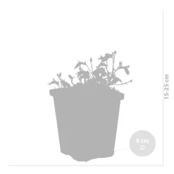 BLOOMIQUE - Myosotis palustris - myosotis des marais - plantes de bassin - hauteur 10-20 cm - pot 9 cm