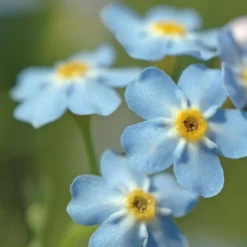 BLOOMIQUE - Myosotis palustris - myosotis des marais - plantes de bassin - hauteur 10-20 cm - pot 9 cm